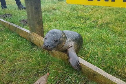 Updated: Seal rescued from the river bank in Tadcaster has died