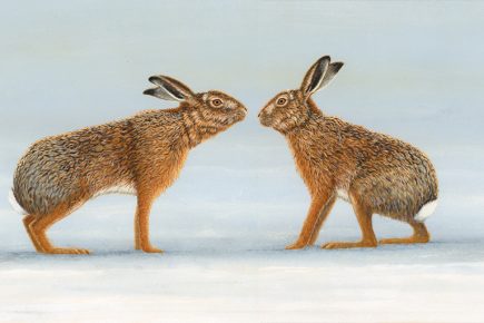 Online exhibition captures the remarkable world of ‘Animals in love’