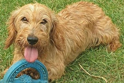 North Yorkshire pet owners asked for their views on dog theft – after the crime rises 170% in a year