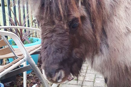 Is this your pony? Appeal after animal found in Tang Hall