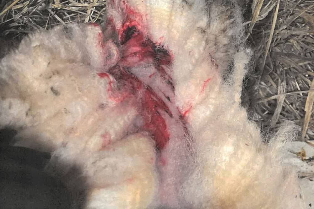 Dog seriously injures sheep in York field