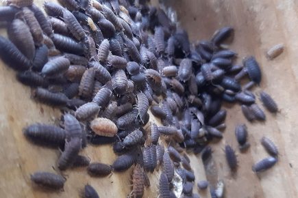 Rented rooms in York infested with bugs, mouldy and overcrowded