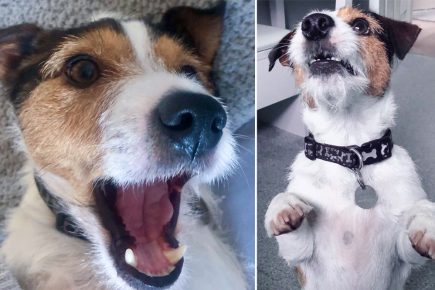 Meet Billy – York’s newest Instagram star!