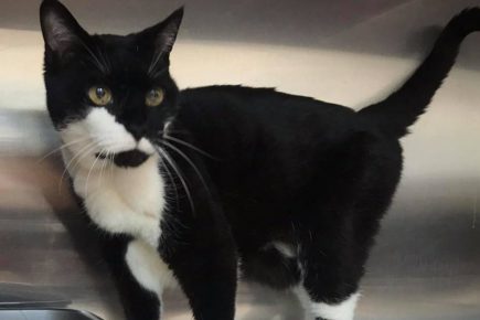 ‘This isn’t real!’ Holly the cat is reunited with her owners after 12 YEARS