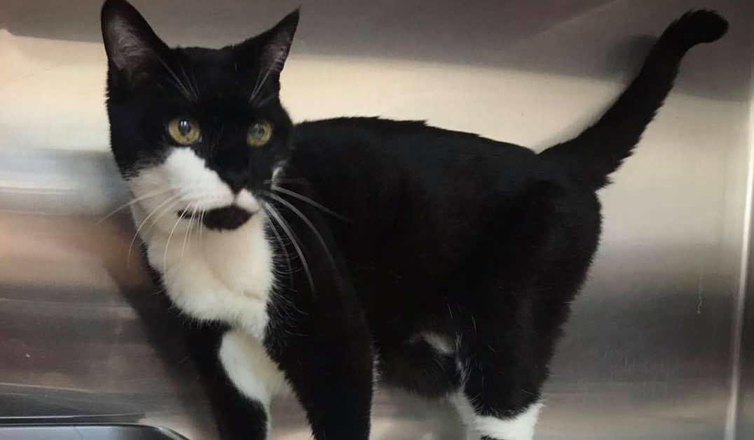 ‘This isn’t real!’ Holly the cat is reunited with her owners after 12 YEARS