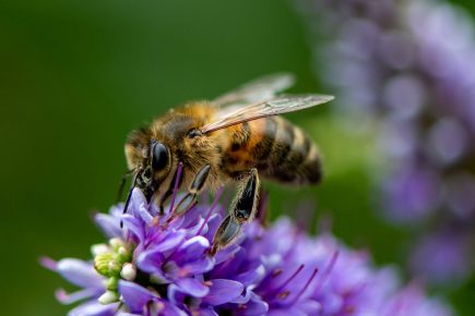 Wildflower meadows plan to boost York’s bug life