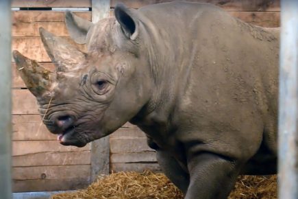 Video: Rare black rhino leaves Flamingo Land on ‘epic’ journey to Africa