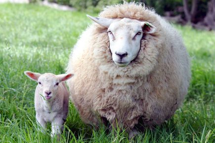 Renewed warning to dog owners after another sheep attacked and killed