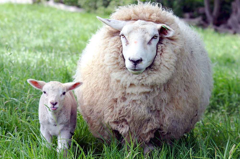 Renewed warning to dog owners after another sheep attacked and killed