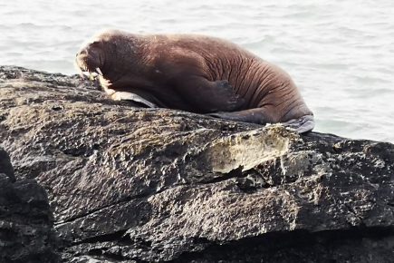 Meet the York RSPCA inspector – who’s now on Walrus Watch!