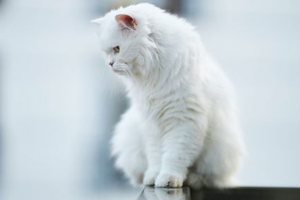 Firefighters called out to rescue ‘trapped’ cat – only to find it’s not stuck, just refusing to budge