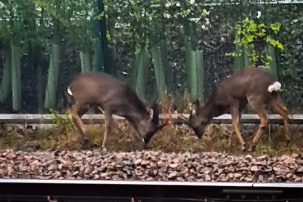 Spotted! Young deer seen grazing by a railway line close to York Station