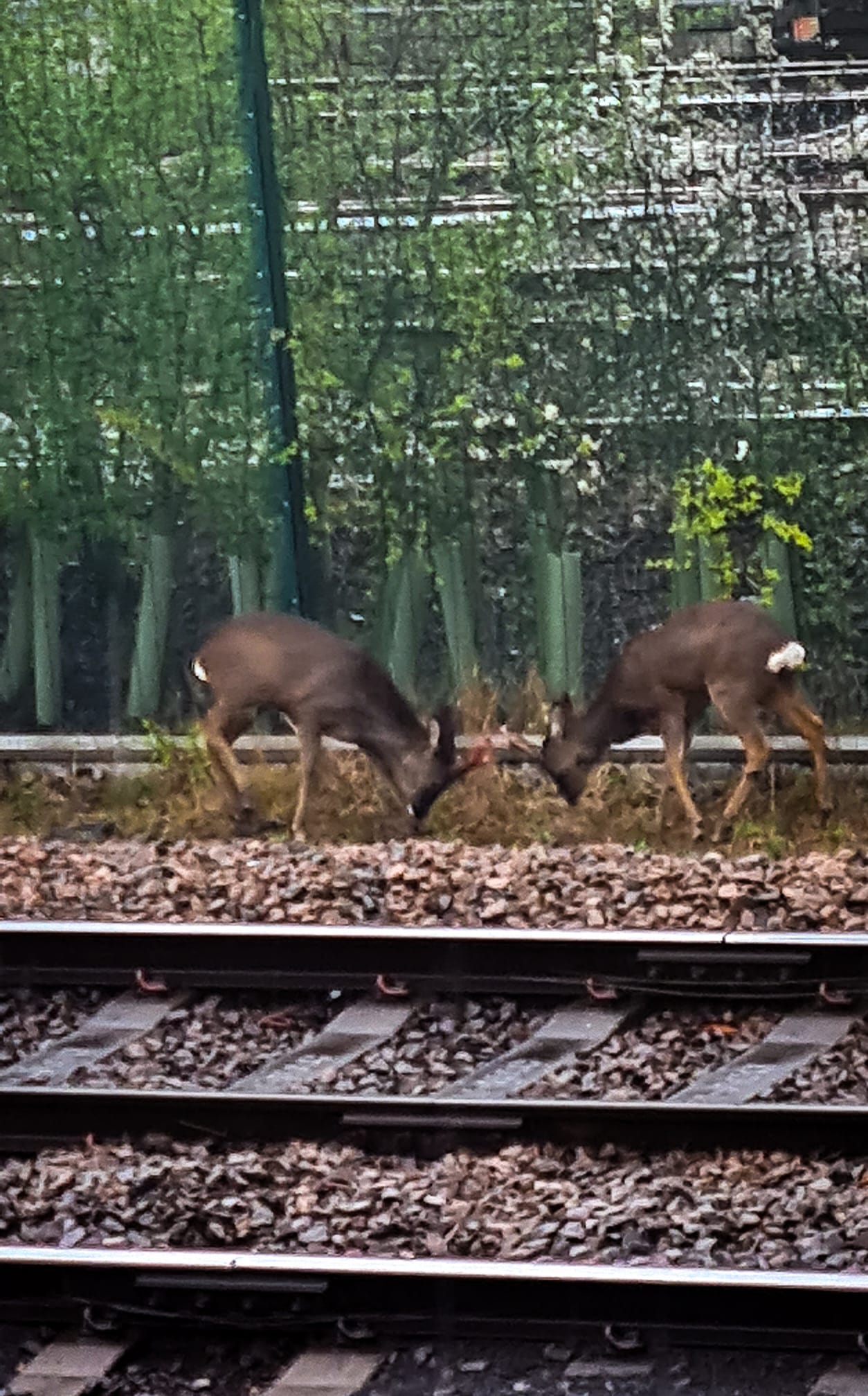 Spotted! Young deer seen grazing by a railway line close to York Station