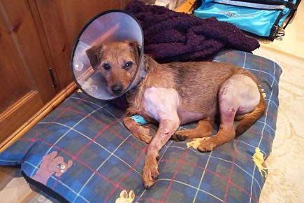 ‘He’s a very lucky boy!’ Frank the dog survives 100ft cliff plunge at popular North Yorkshire beach