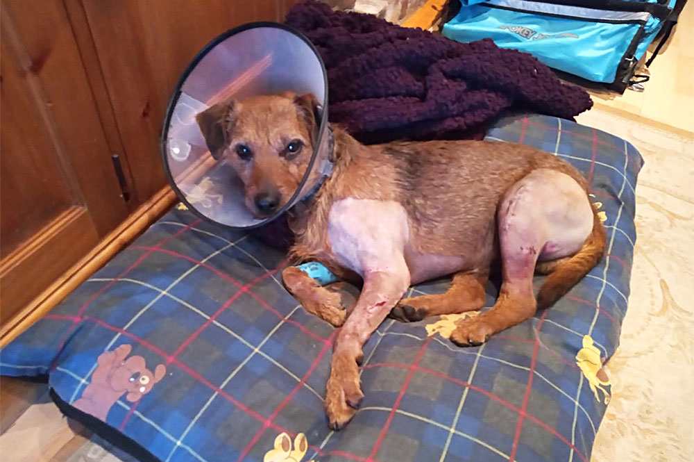 ‘He’s a very lucky boy!’ Frank the dog survives 100ft cliff plunge at popular North Yorkshire beach