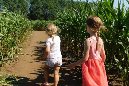 North Yorkshire maze returns for a second summer – with a new name and new attractions