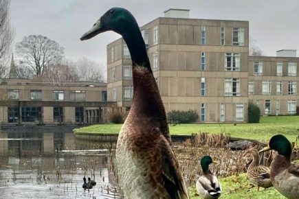 Long Boi is missing: Fears for York’s most famous duck, not seen for six weeks