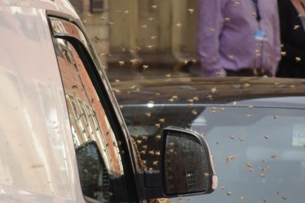 Updated: Council offices reopen after swarm of bees causes temporary closure