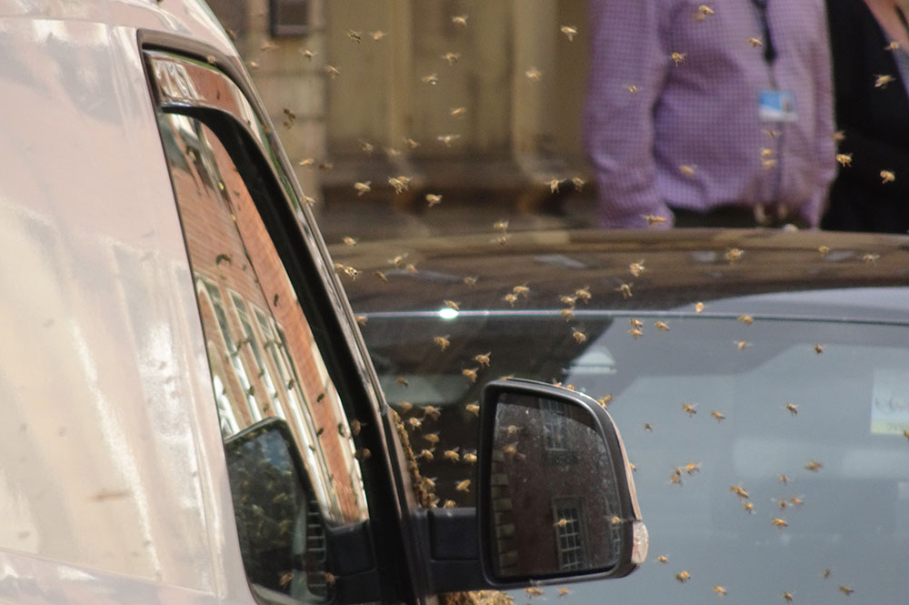 Updated: Council offices reopen after swarm of bees causes temporary closure