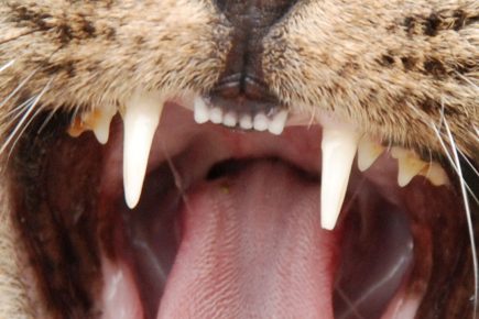 York council issues wild animal licence – for one of these