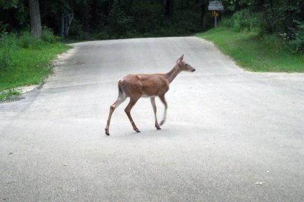 Sixteen collisions involving motorists and deer reported in one month