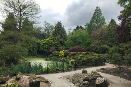 Forty-one trees to be cut down in ‘overcrowded’ York park
