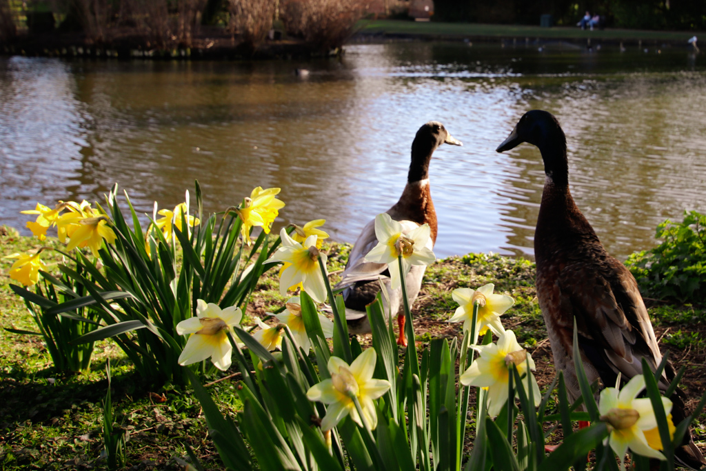 RIP: York celebrity duck Chonky Boi – friend of famed Long Boi – dies after fox attack