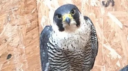 She was shot a number of times – but the peregrine falcon found at Selby Abbey is recovering well