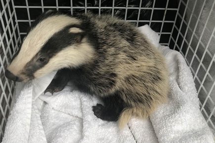 Tiny badger cub who lost his mum rescued in York