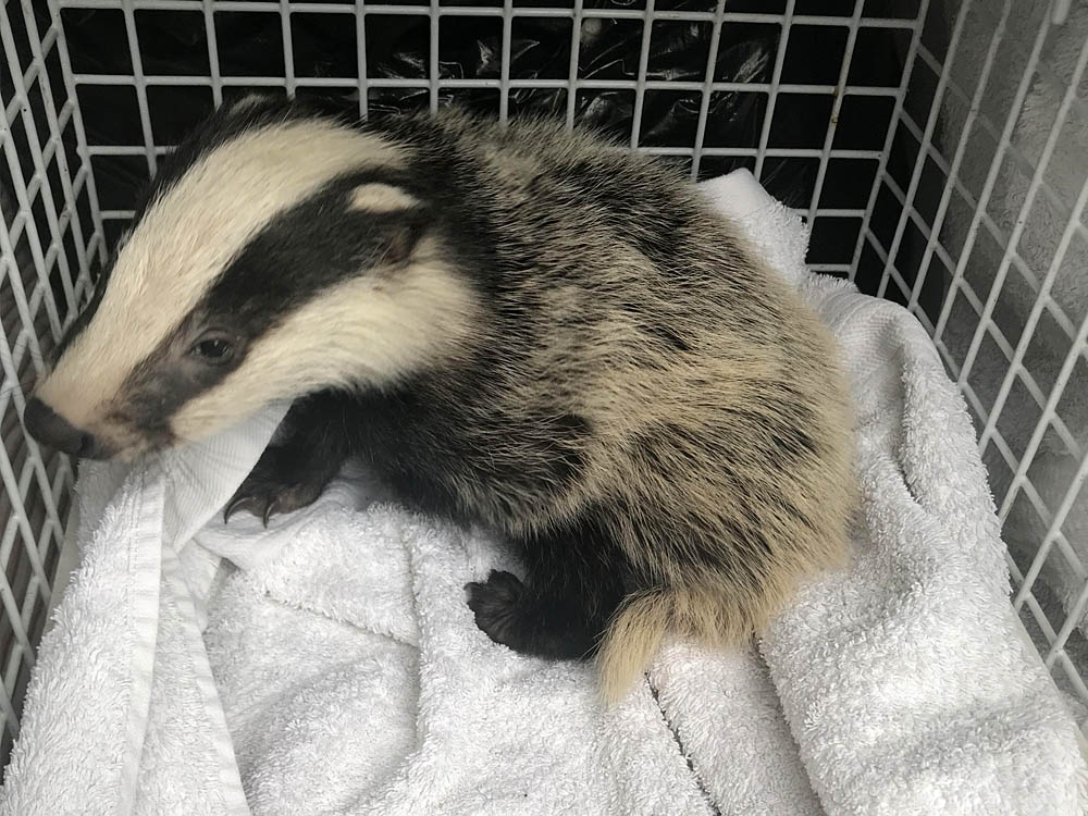 Tiny badger cub who lost his mum rescued in York