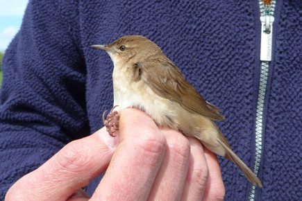 First-time visitor! This bird has never been seen in York – until now
