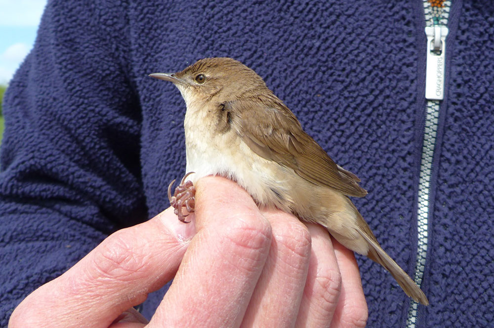 First-time visitor! This bird has never been seen in York – until now