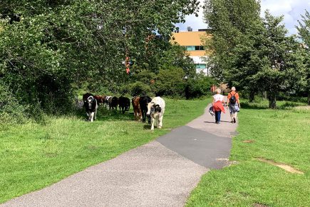 York’s Green Belt is set to be defined for the first time – and you can have your say