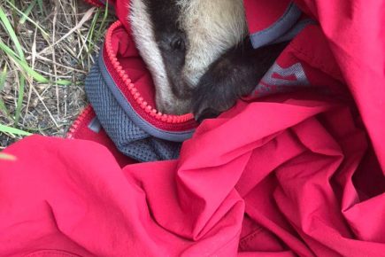 Pictures: Baby badger nursed back to health after being rescued from the roadside in York