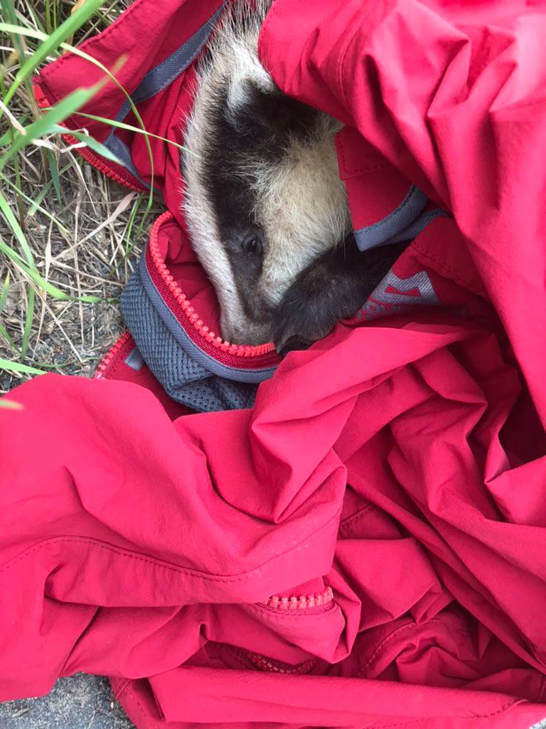 Pictures: Baby badger nursed back to health after being rescued from the roadside in York