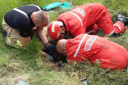 Sheep rescued from a deep hole at Strensall