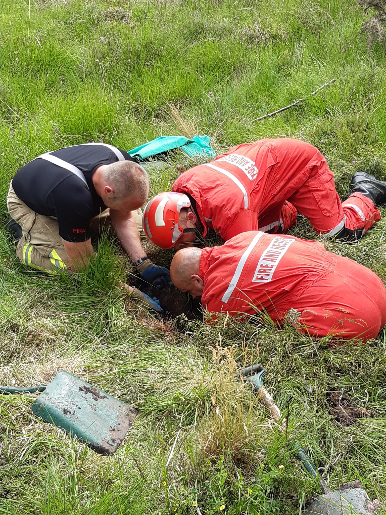 Sheep rescued from a deep hole at Strensall