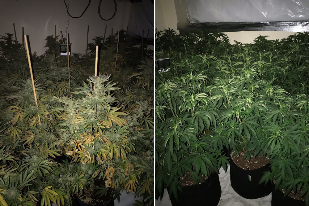 Police got a tip-off about a York address – and this is what they found