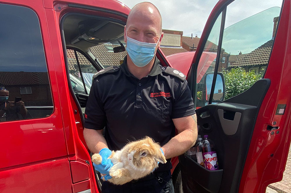 Firefighters rescue rabbit from behind van dashboard after her great escape