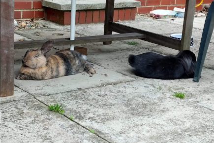 ‘They need more than just a hutch and carrots!’ RSPCA York raises rabbit awareness