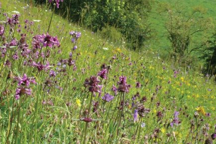Quarry decision delayed so councillors can visit threatened nature reserve