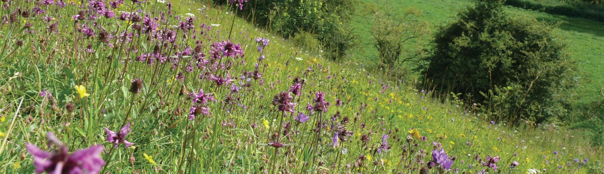 Quarry decision delayed so councillors can visit threatened nature reserve