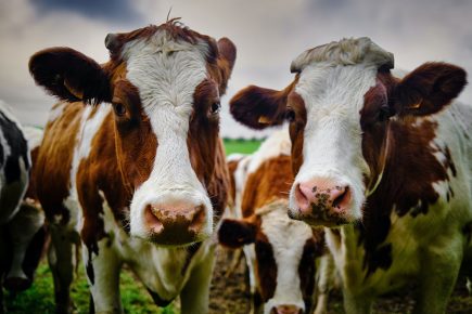 Firefighter rescues two people after they were trampled by cows