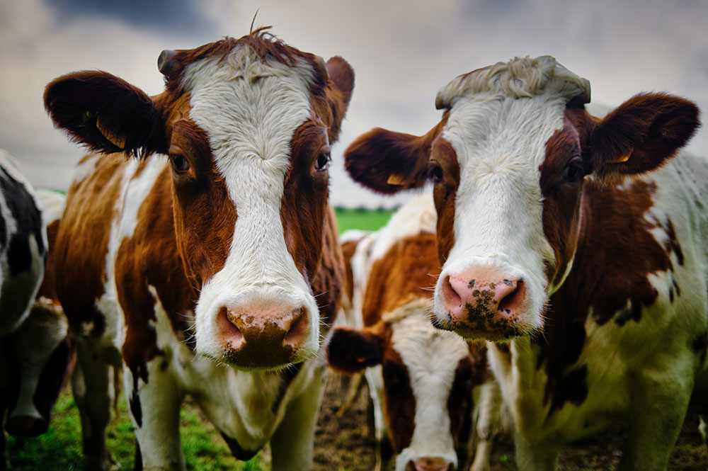 Firefighter rescues two people after they were trampled by cows