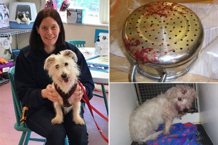 Dog who was beaten with a colander by his owners makes amazing recovery in his new York home
