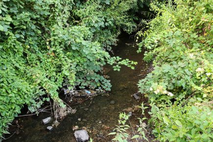 An ‘overgrown eyesore’ or a wildlife haven? Debate rages over York waterway