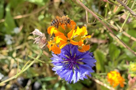 Want to encourage more pollinators into your garden? Then go to this free York talk!