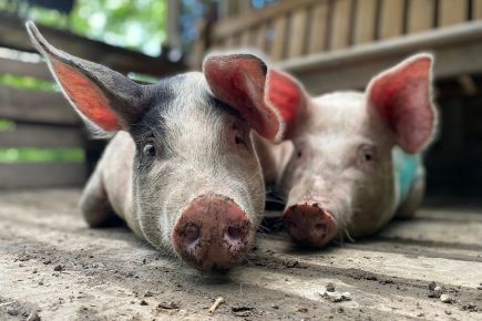 Have a great meal in York – and make a pig very happy!