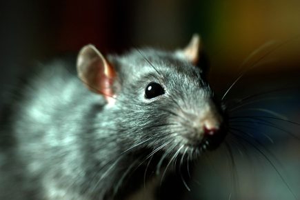 Food waste left on riverside path is encouraging Ripon’s rats