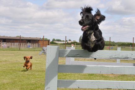 Welcome to ‘your dog’s new favourite place in York’